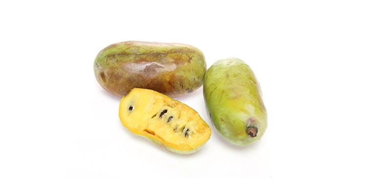pawpaw_0.png pawpaw_0.png