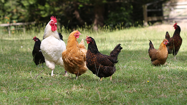 5@5: New York pension fund backs chickens  | Farm Bill looks unlikely
