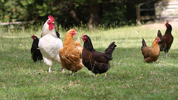 Survey: Parenthood drives millennial demand for antibiotic-free, organic meat Survey: Parenthood drives millennial demand for antibiotic-free, organic meat