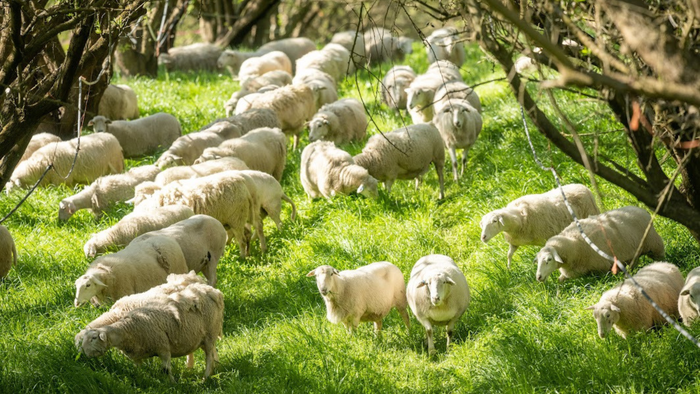 burroughs-family-farms-grazing-sheep.png