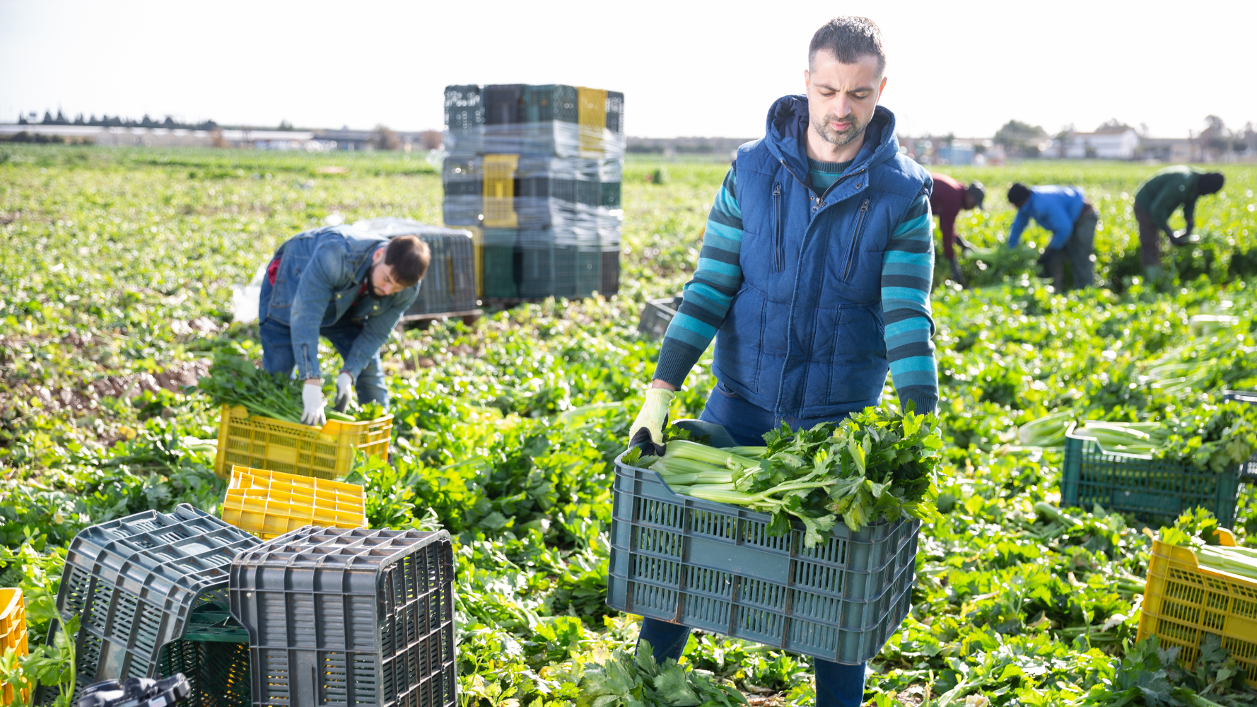 Man lifts full crate of just-picked celery in field, another worker picks in background.