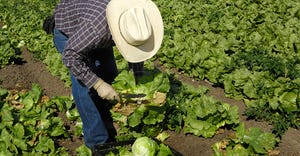 farm-worker-lettuce-getty-promo.jpg