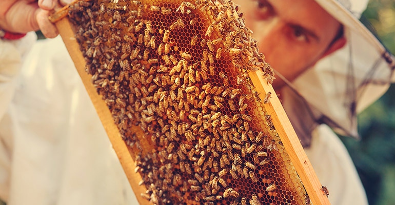 honeybee-beekeeper.jpg