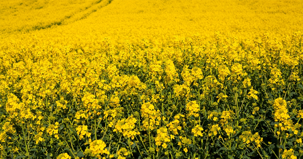 Cargill launches new canola lecithin