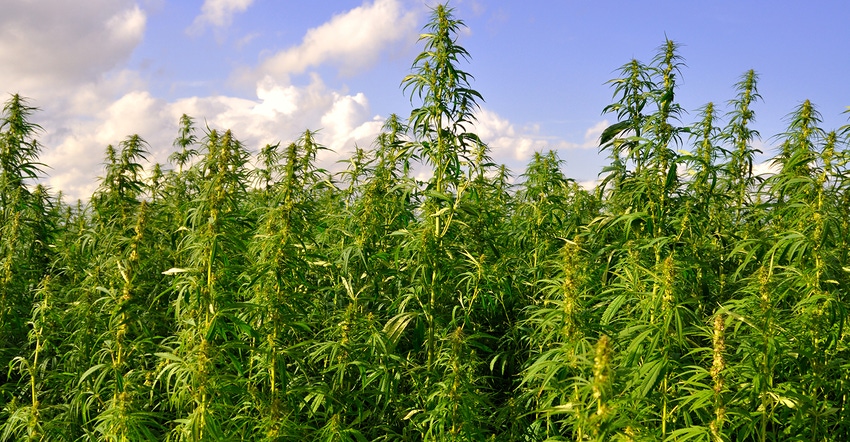 hemp plants