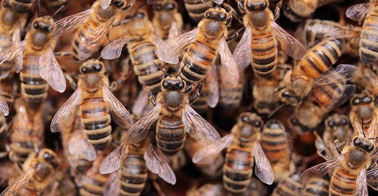 bees.png bees.png