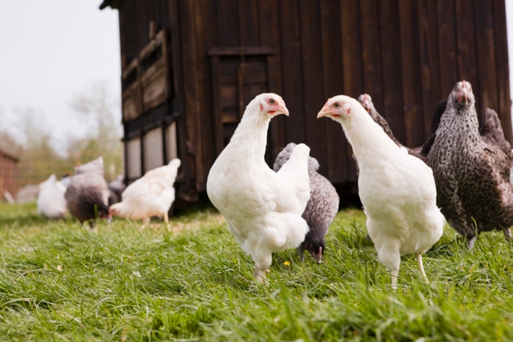 Natural Grocers lays down a new standard for eggs