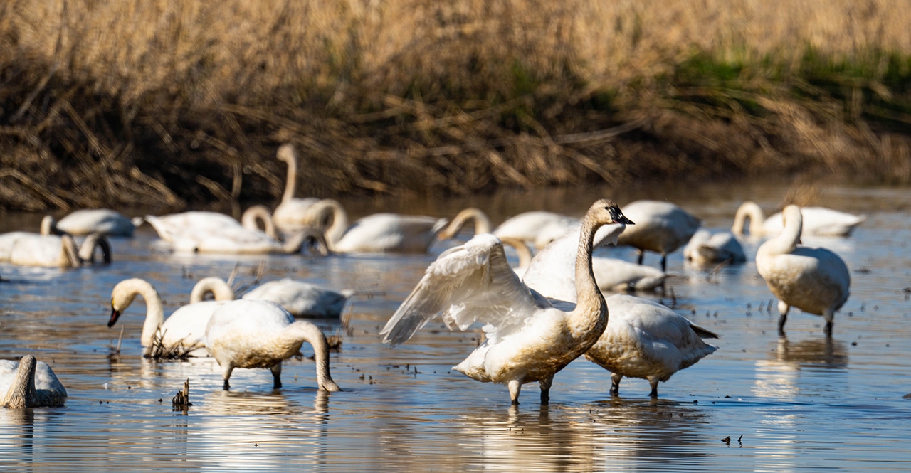 Birds in the rice paddies at Lundberg Family Farms in California