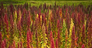 American-grown quinoa helps meet growing demand