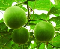 monk fruit (luo han guo)