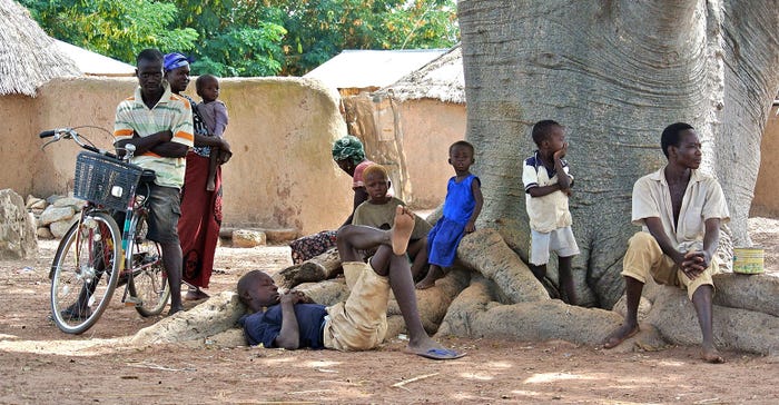 Community members in Ghana, Africa, gather on a baobab tree, an important part of the local ecosystem.