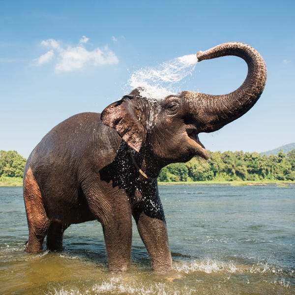 elephant-washing-in-river-Getty-600x600_1.jpg
