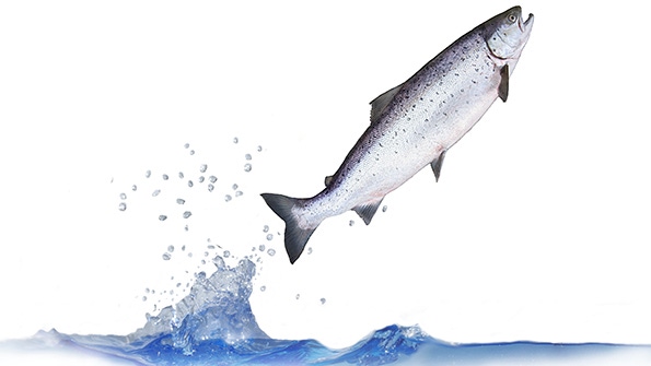 Lawsuit challenges FDA’s approval of genetically engineered salmon