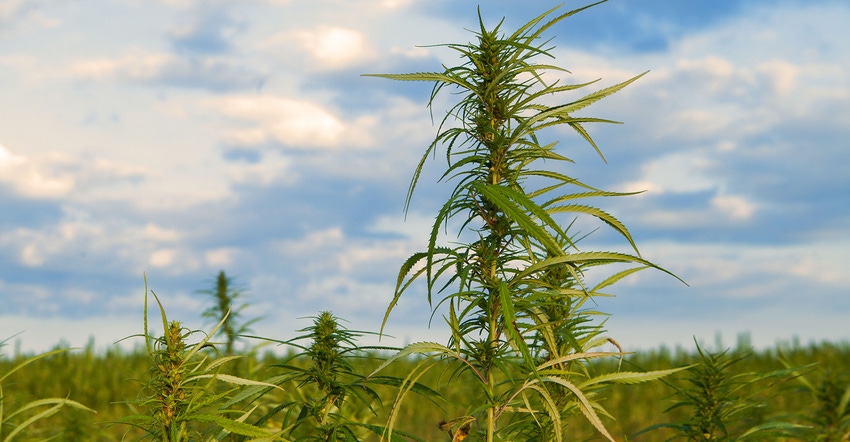 Hemp and CDB: The legal and regulatory frontiers
