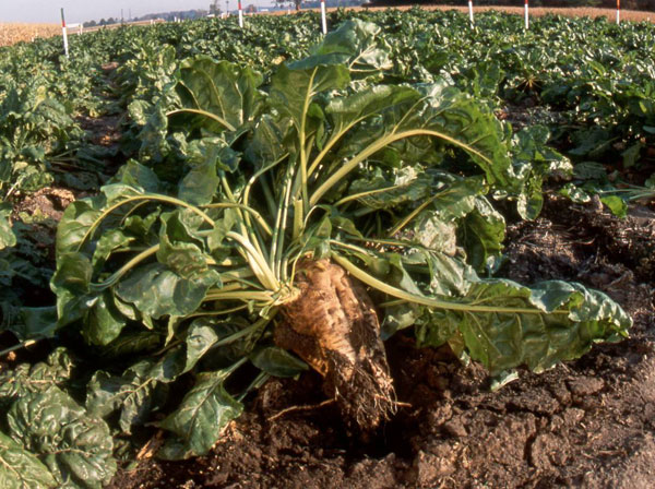 USDA: GMO sugar beets likely to remain in U.S. fields for now