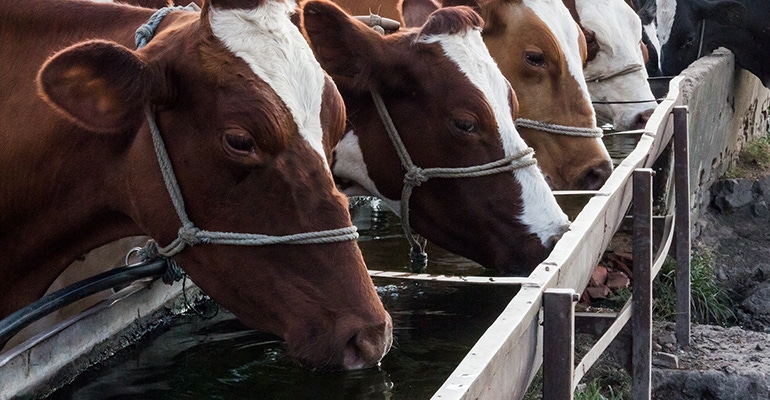cows-drinking.jpg cows-drinking.jpg