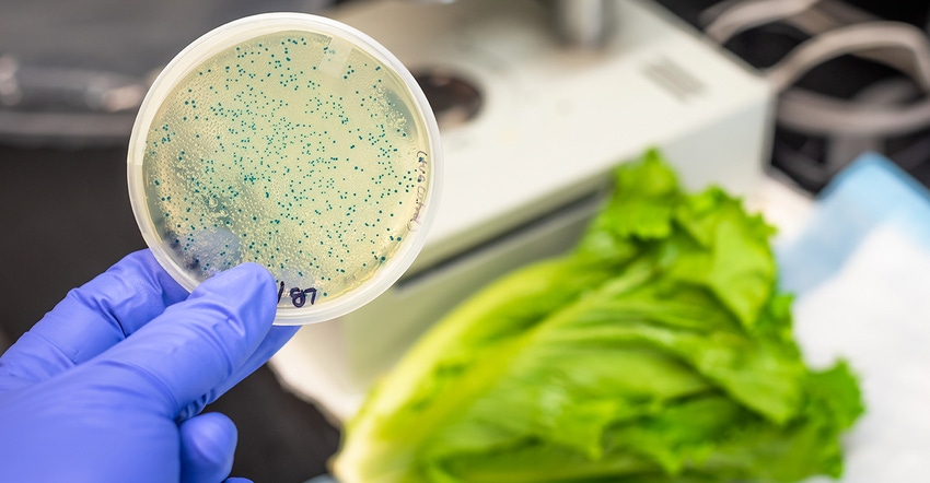 What direction will food safety go in 2020? Romaine lettuce contaminated by E. coli