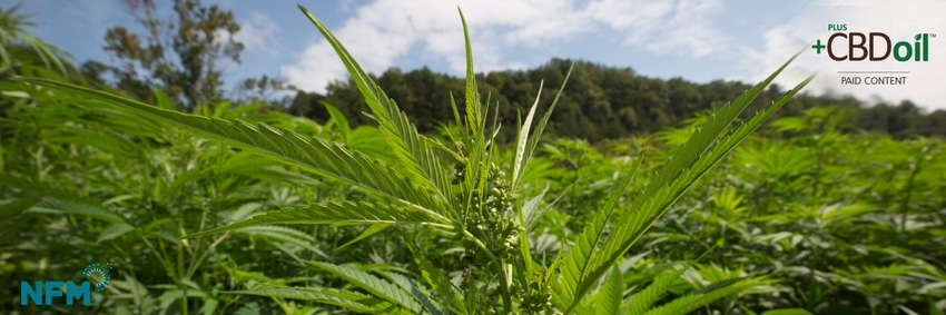 Hemp opportunity: cropping up everywhere [eGuide]