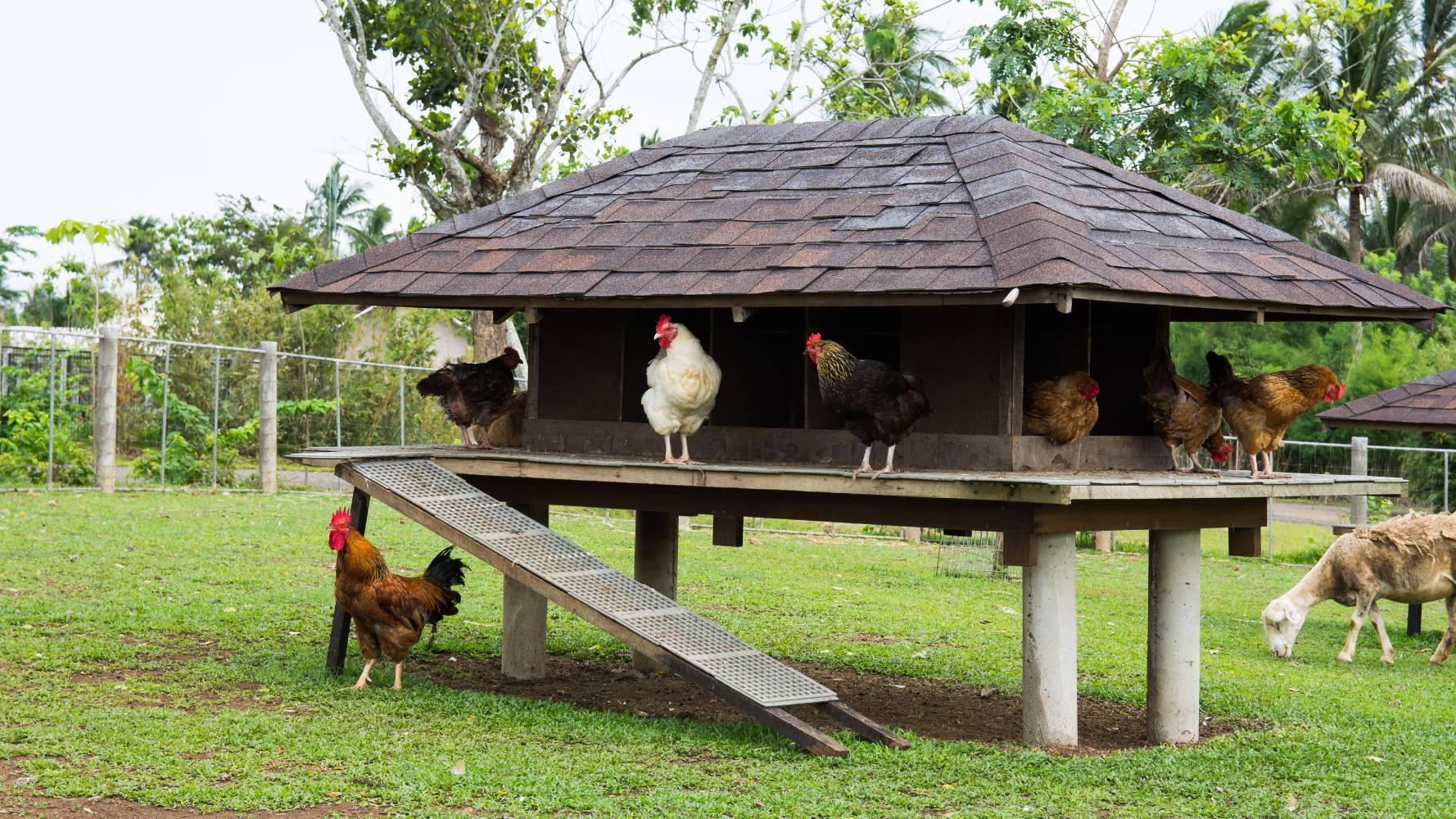10 new USDA rules on raising organic livestock and poultry