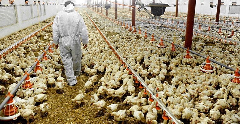 industrial-agriculture-chickens.jpg