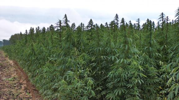 A field of hemp