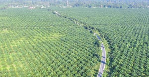 Secret Shopper: What's the deal with palm oil?