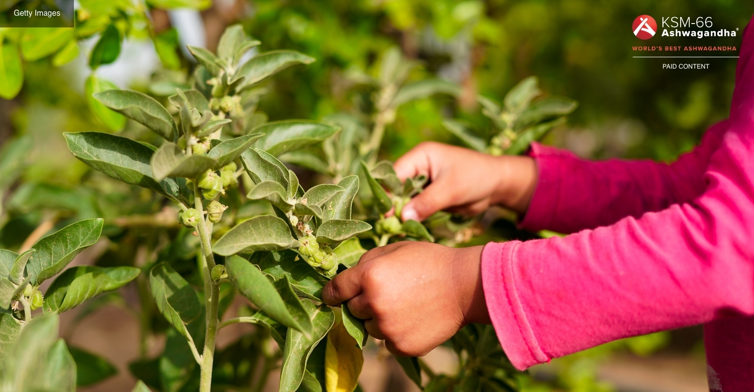Close up of ashwagandha shrub