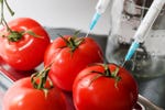 Genetically engineered tomatoes