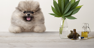 According to the 2020 Pet Industry Green Paper by Nielsen and Headset, hemp-based CBD pet products will represent 3%-5% of al