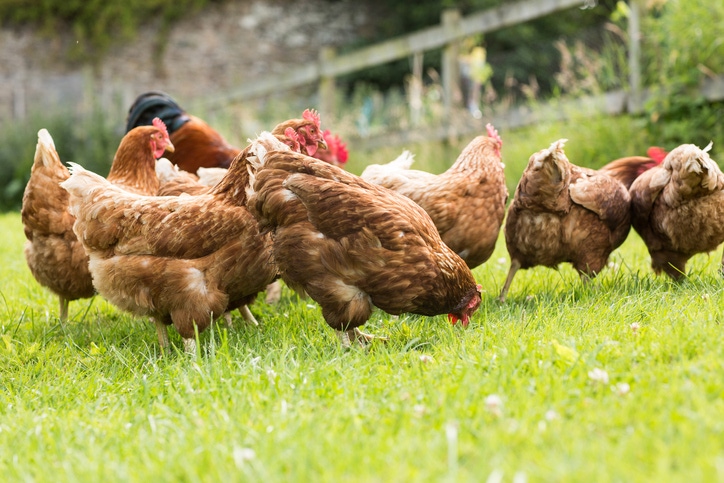5@5: USDA axes organic animal welfare rule | IBM, Walmart take food safety blockchain initiative to China 5@5: USDA axes organic animal welfare rule | IBM, Walmart take food safety blockchain initiative to China