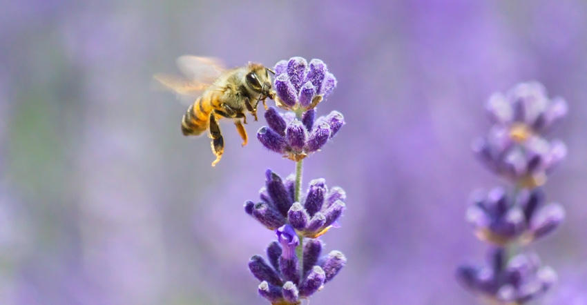 General Mills makes huge commitments to organic agriculture and native pollinators