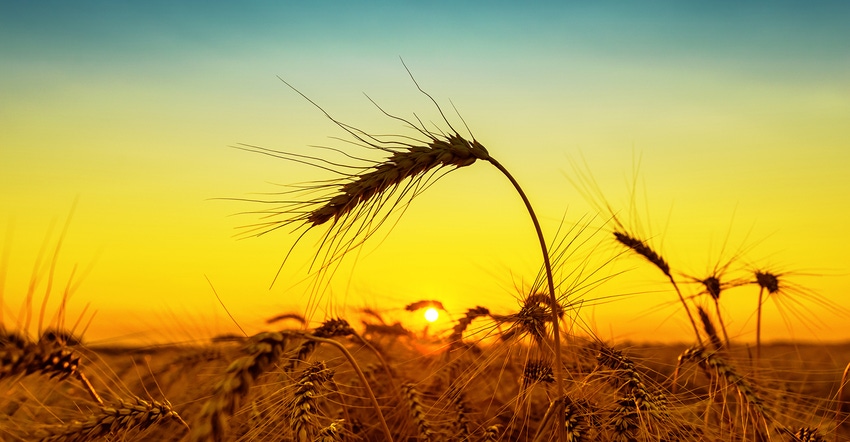 Biodynamic wheat could change the way we break bread