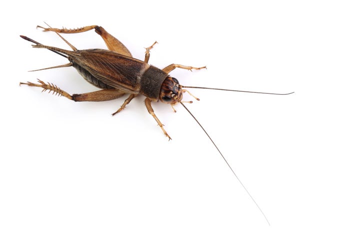 Edible insect industry primed for growth Edible insect industry primed for growth