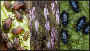 Aphids, blooming plantain and flea beetles damage produce on fruit and vegetable farms. Credit: Canva Aphids, blooming plantain and flea beetles damage produce on fruit and vegetable farms. Credit: Canva