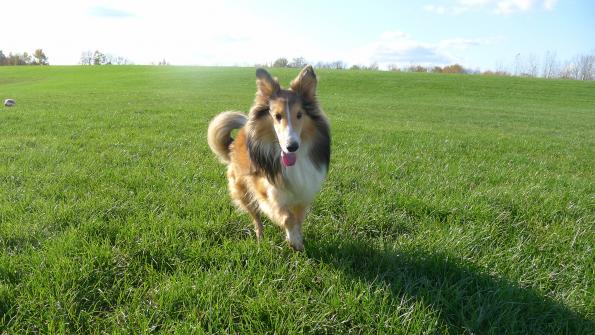 The United Natural Products Alliance and the National Animal Supplement Council have agreed to advance the beneficial use of The United Natural Products Alliance and the National Animal Supplement Council have agreed to advance the beneficial use of