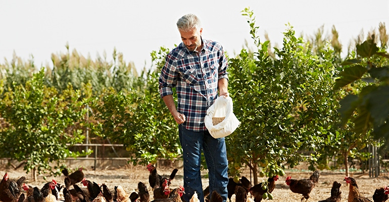 farmer feeding chickens