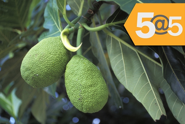 5@5: Food recalls grow at an alarming rate | Breadfruit--a superfood of the future?