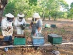 Brazilian beekeepers who sell honey to Tropical Traders tend to their hives.
