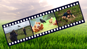 A filmstrip frames three photos: a documentary team recording an interview; a stock photo of chickens; and a woman working in a greenhouse. A filmstrip frames three photos: a documentary team recording an interview; a stock photo of chickens; and a woman working in a greenhouse.