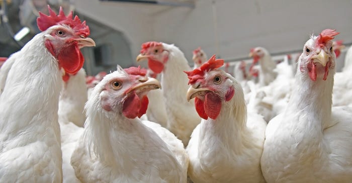 White chickens on a farm