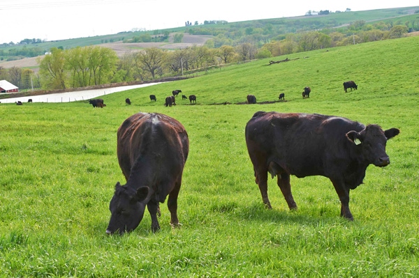 Grazing in the grass is growing fast