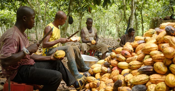 Dr. Bronner's cocoa harvest in Ghana