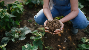 A woman wearing blue denim pants kneels down and holds dark, healthy soil in her hands.  A woman wearing blue denim pants kneels down and holds dark, healthy soil in her hands.