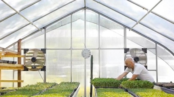 Chefs and farmers going gaga for microgreens