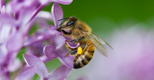 The pollinator story is not getting enough buzz. Getty Images photo