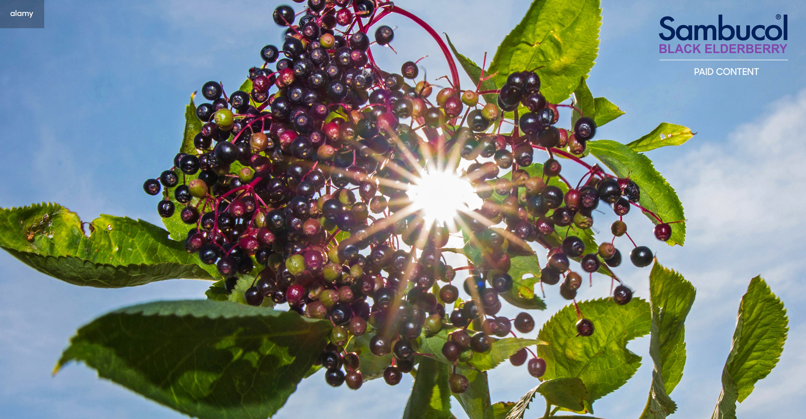 Choose Elderberry For Year Round Health And Immune Support   NHN23 Pharmacare Feature 1540x800 