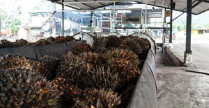 Palm oil fruit on a production line