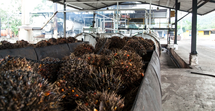 Palm oil fruit on a production line Palm oil fruit on a production line