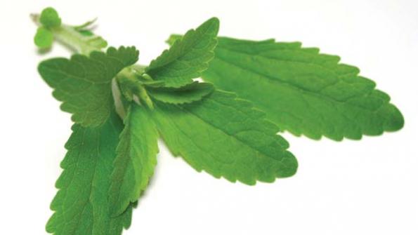 Stevia First discovers novel plant variant