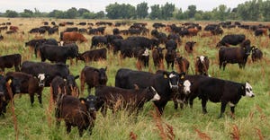 cattle grazing in a field on an organic ranch